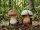Verbania
Controllare i funghi